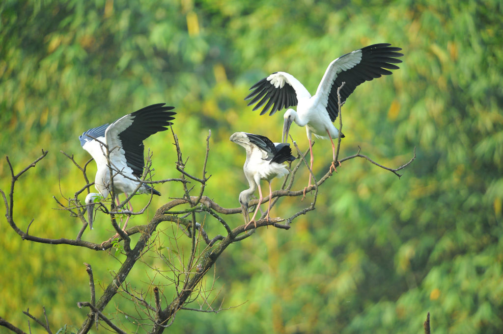 Introduction to Ninh Binh - Thung Nham Bird Sanctuary