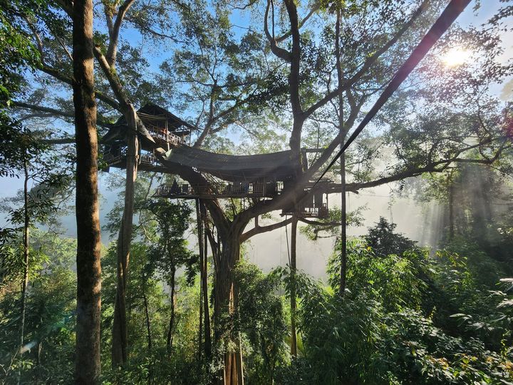 Things to do in Laos - Gibbon Experience in Bokeo