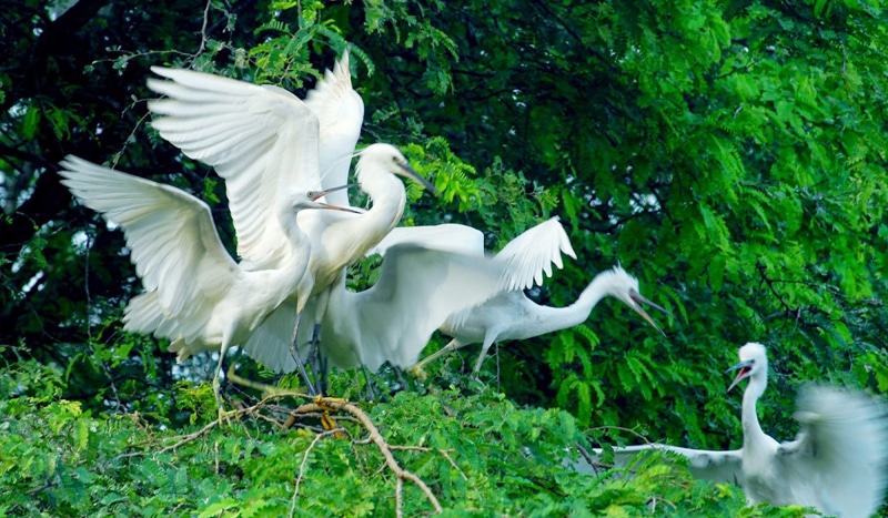 Vietnam Mekong Delta - Bac Lieu Bird Sanctuary Nature Reserve