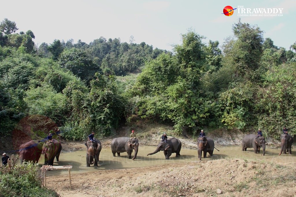 Paw Lan Gyi Elephants Camp
