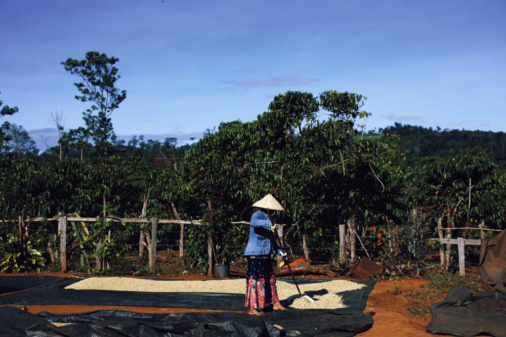 Bolaven Plateau Laos - Coffee Plantation