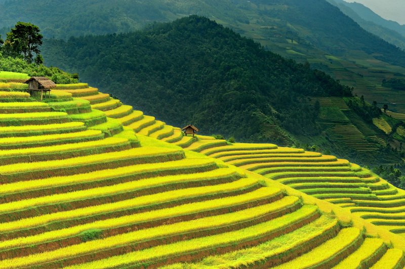 Mu Cang Chai Terraced Rice Fields - Harvest Season