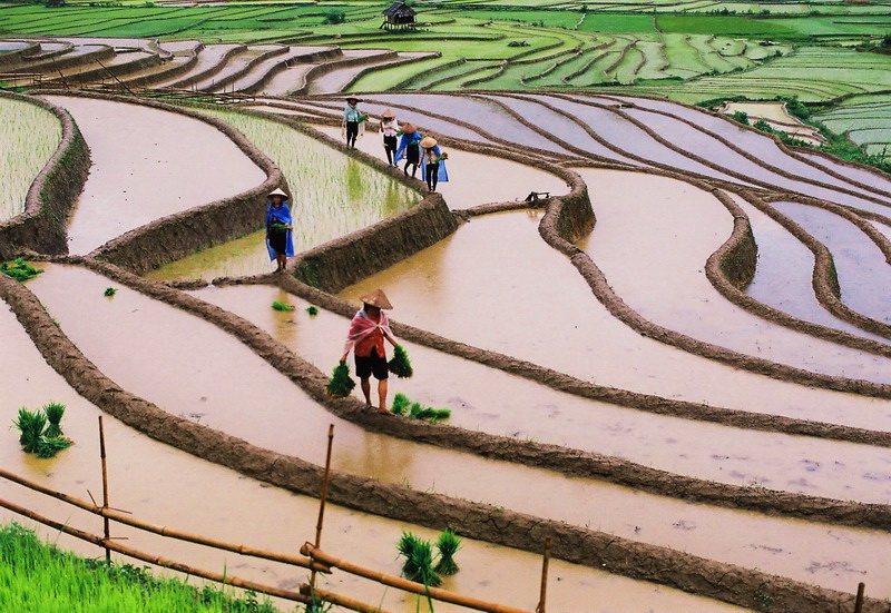 Mu Cang Chai Terraced Rice Fields - Water-pouring Season