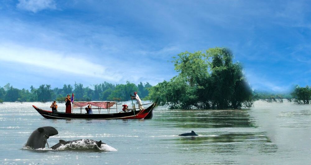 Irrawaddy Dolphins in Mekong River, Kratie, Cambodia