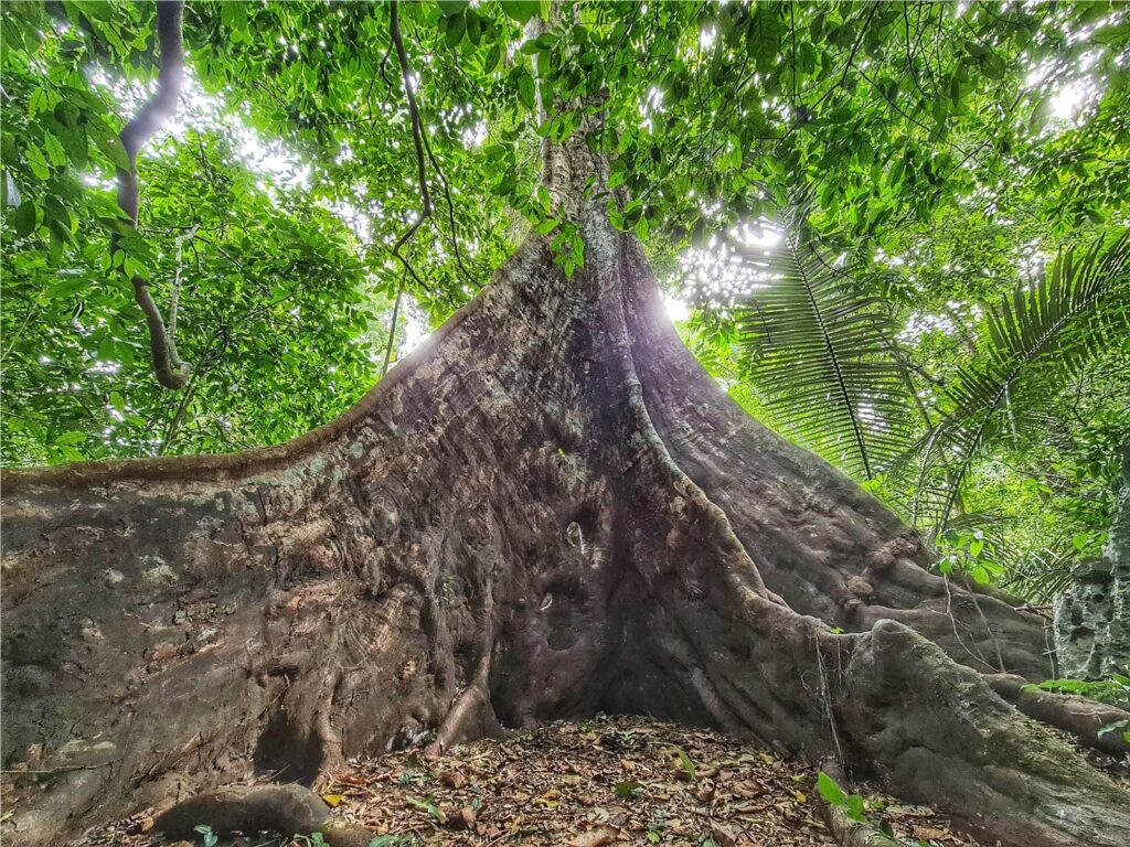 Cuc Phuong National Park : Giant tree Tetrameles nudiflora