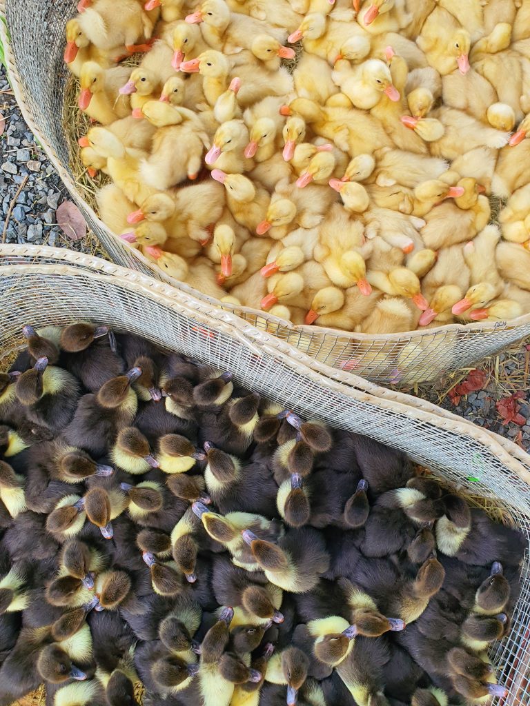 Nua Market in the Suburbs of Hanoi, Vietnam