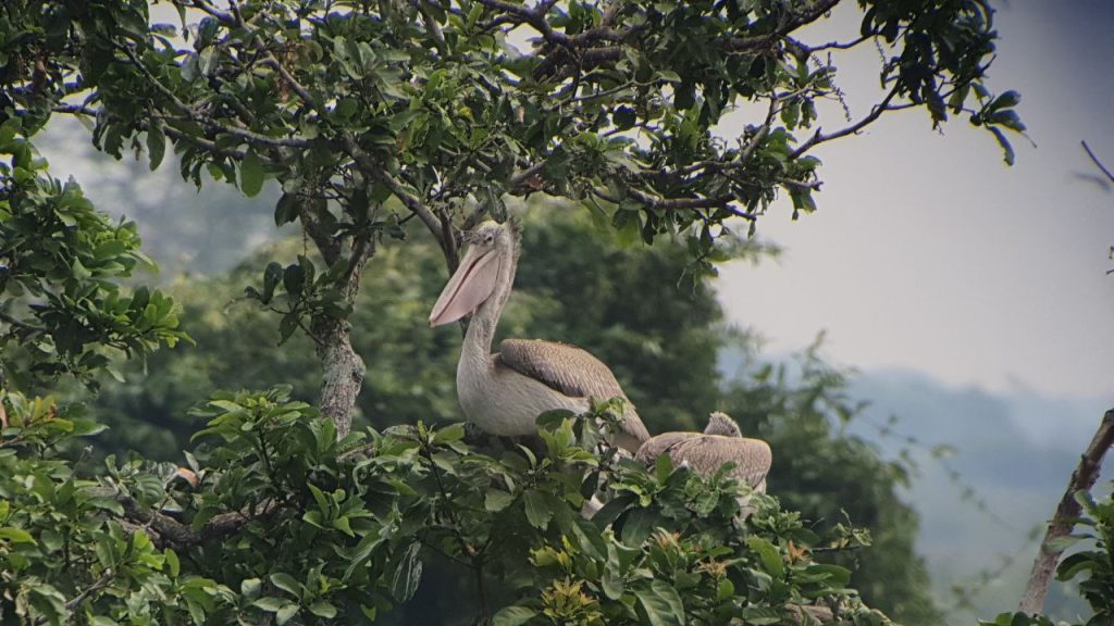 Bird Watching Trip on Tonle Sap Lake by Sam Veasna Conservation Tours