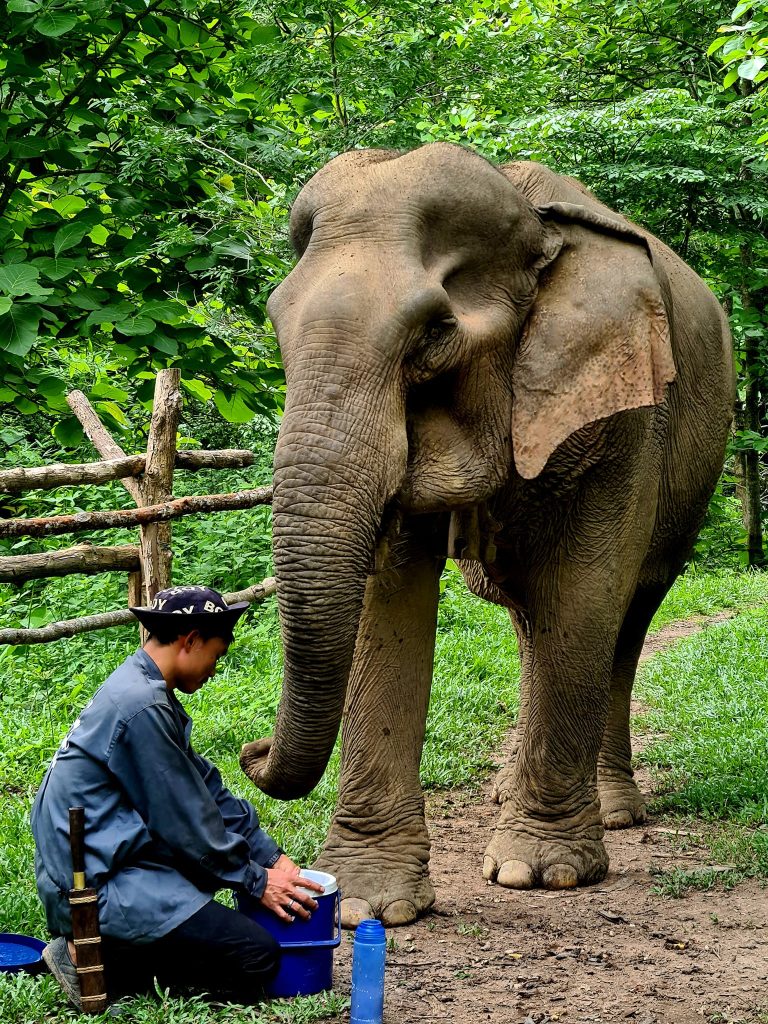 Elephant in Laos (Source: Thina Bounsavath)