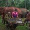 World Elephant Day (Source: Laos Elephant Home)