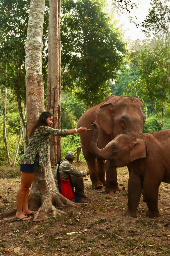 Elephants in Laos (Source: Laos Elephant Home)