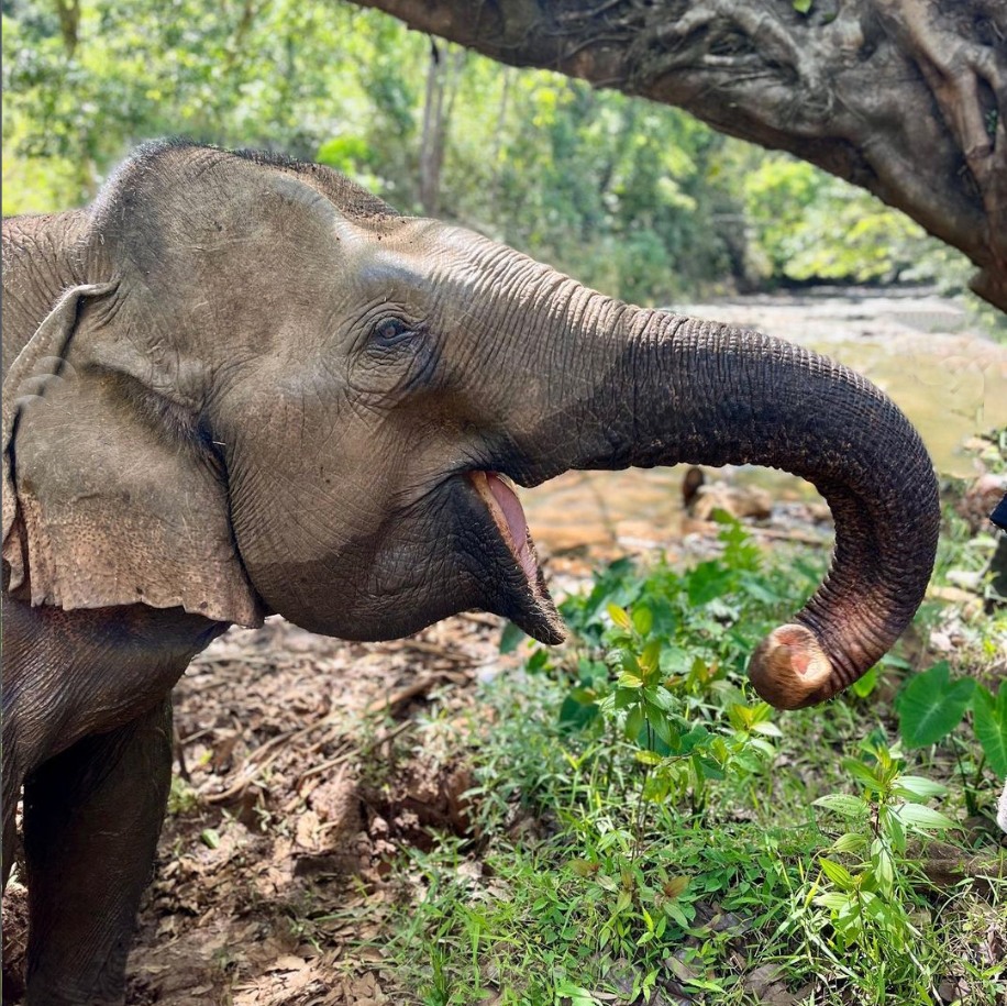 Mondulkiri Elephant Project – Ethical Encounters in Cambodia’s Highlands