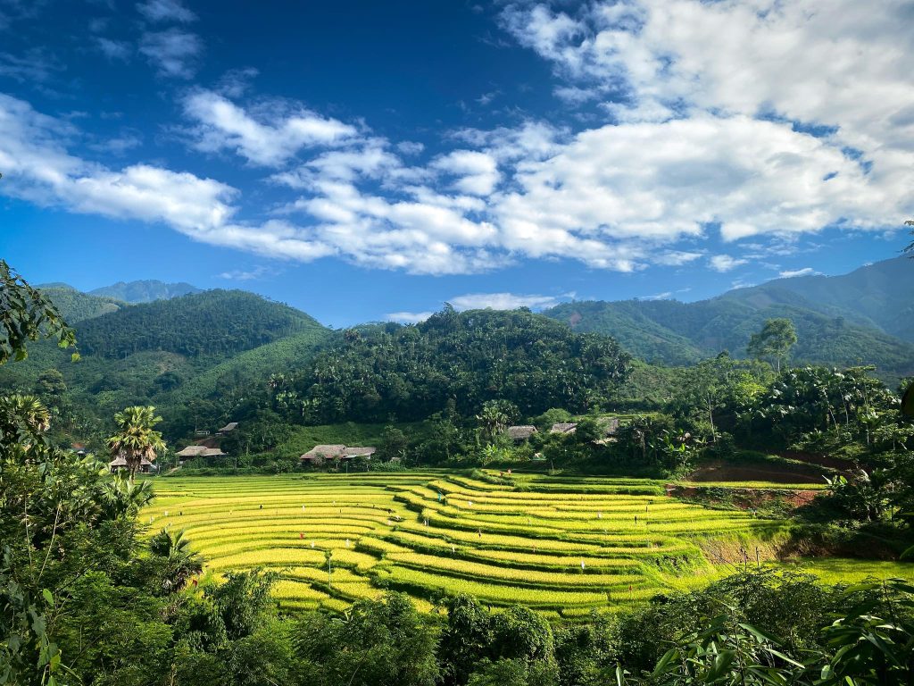 The Rice Fields of Pu Luong Vietnam in June (Thuy Troc Le)