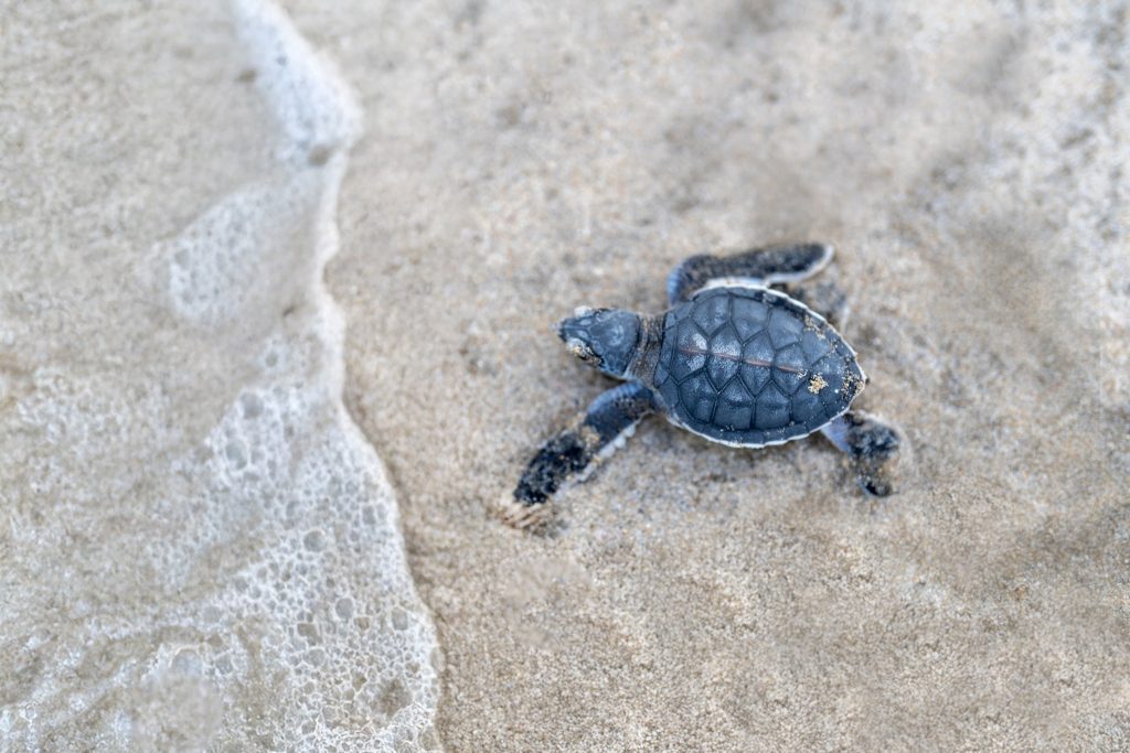 Turtle Watching - Thing to do on your vacation to Con Dao Island