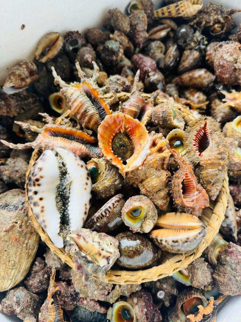 Types of snails in Con Dao sea