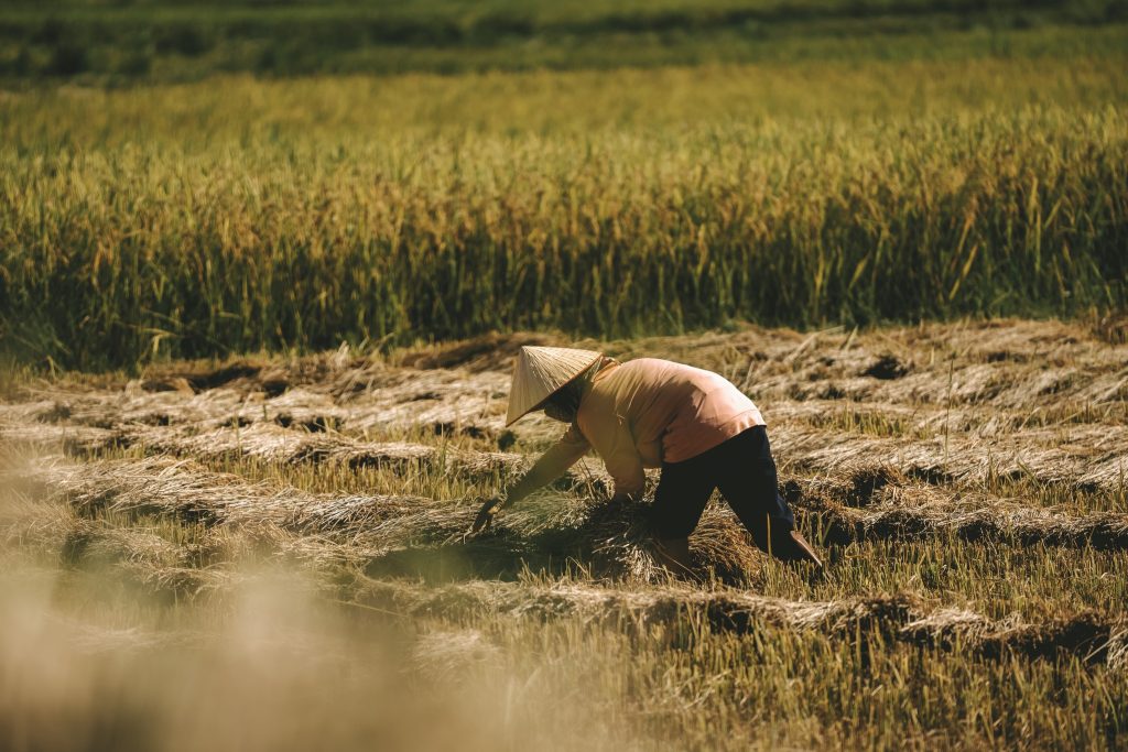 Dien Bien Phu Travel Guide - Muong Thanh Rice Fields