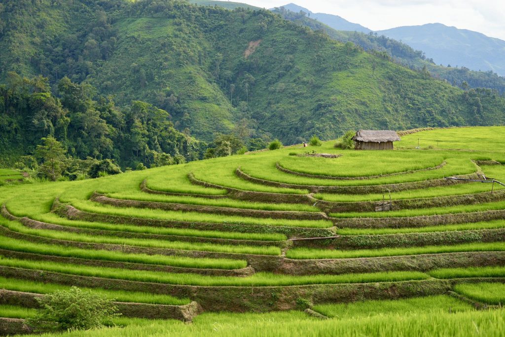 Dien Bien Phu Travel Guide - Terraced Rice Fileds